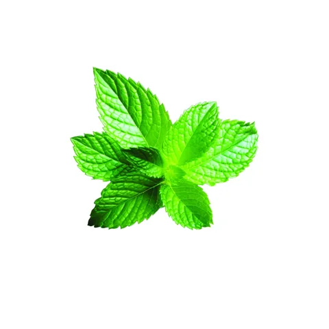 Shot Mouth Wash Mint Flavor 20 pcs 15 ml
