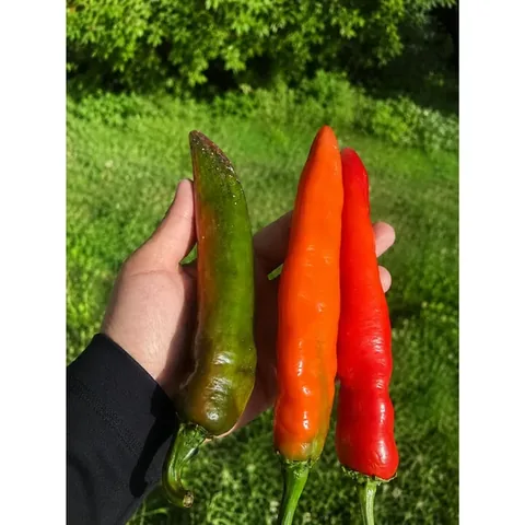 Çokacıolmuş Flaked Pepper Samandag Pepper 15g
