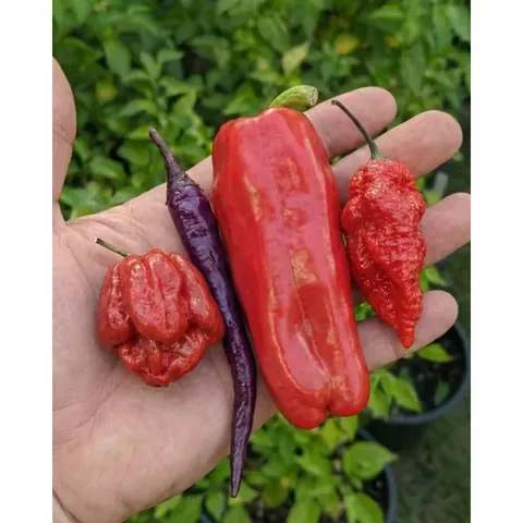 Çokacıolmuş Special Pepper Mix 15g