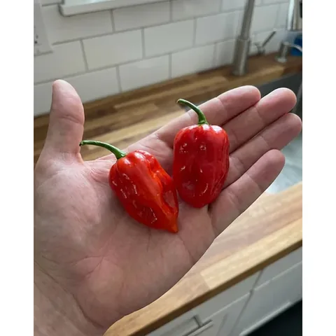 Çokacıolmuş Hot Salt Scotch Bonnet 140g